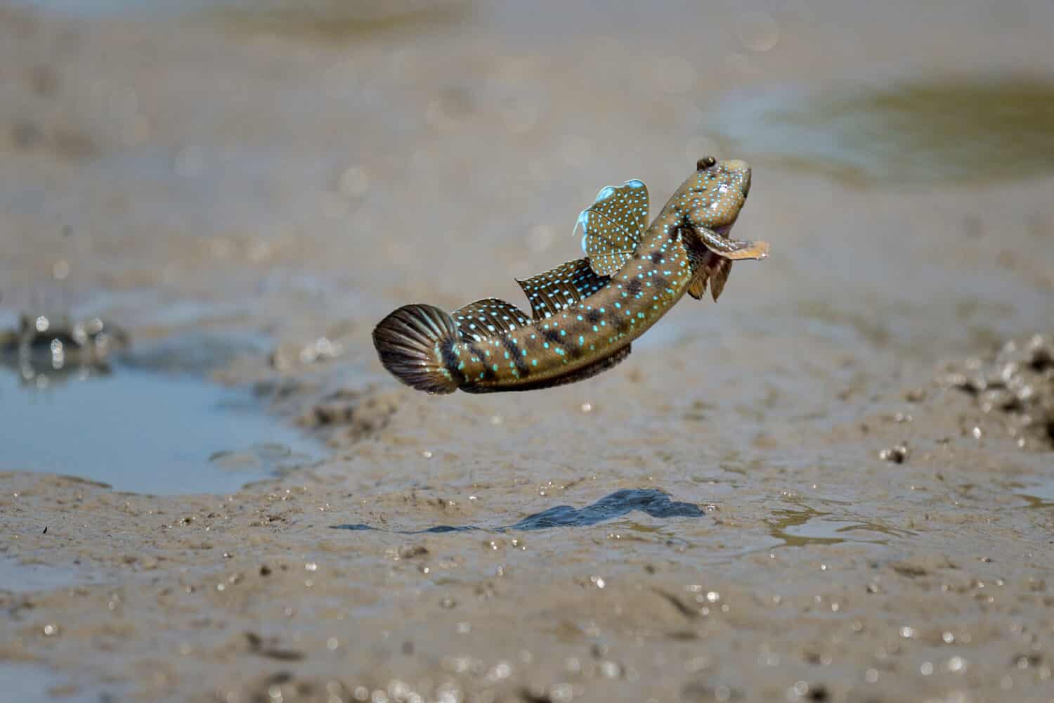 close up action Mudskipper jump in the sea