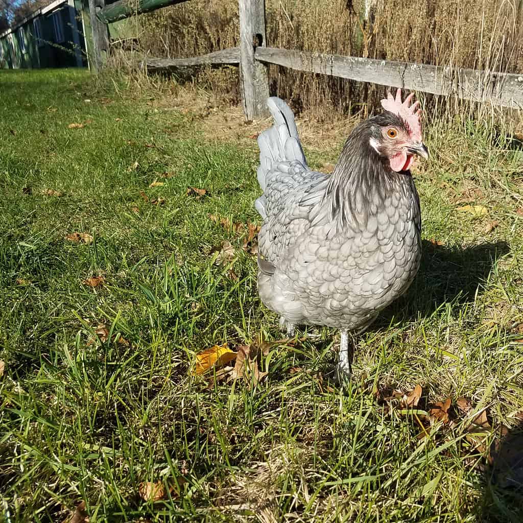 blue andalusian hen by fence