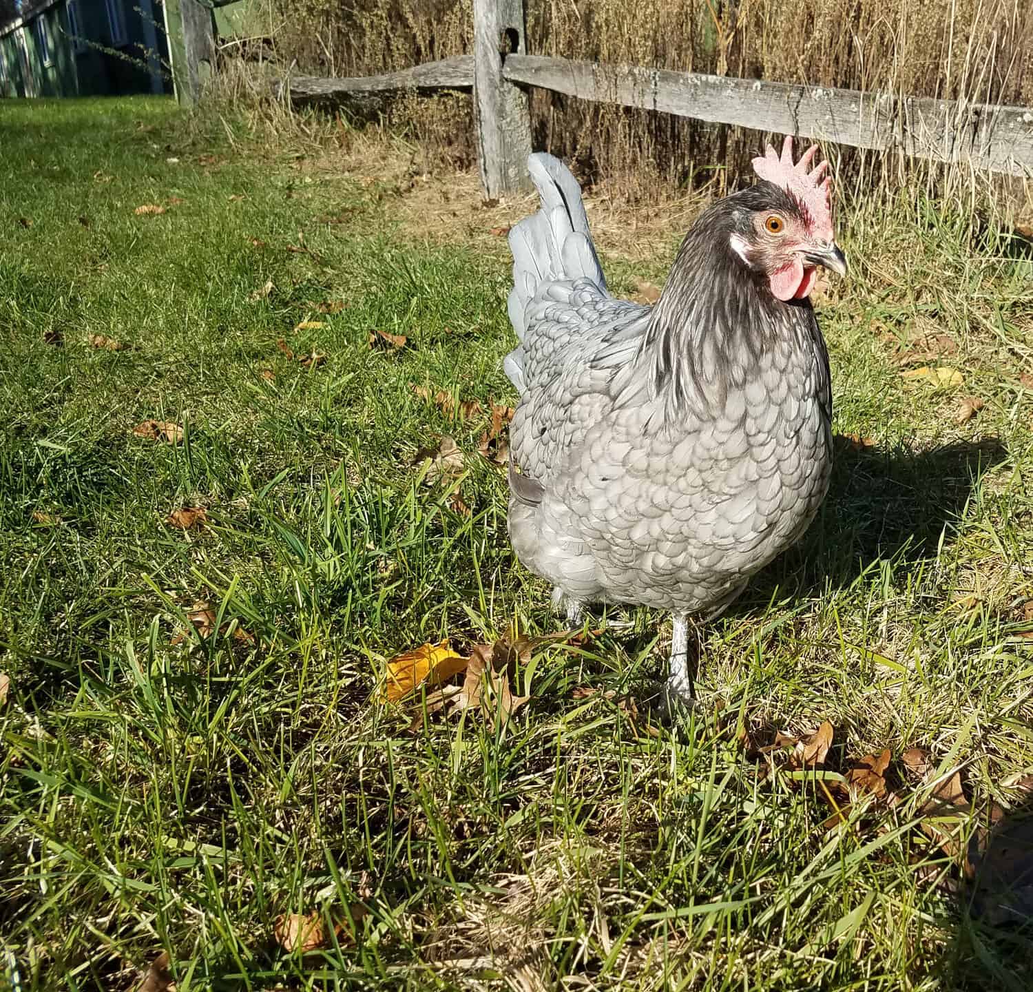 blue andalusian hen by fence 