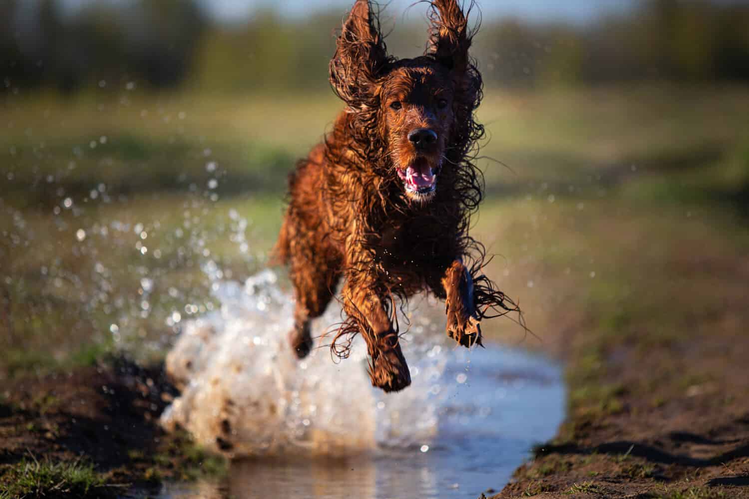 Wet dirty Irish Setter dog running fast and jumping on muddy puddle with water splashes on green field on spring day