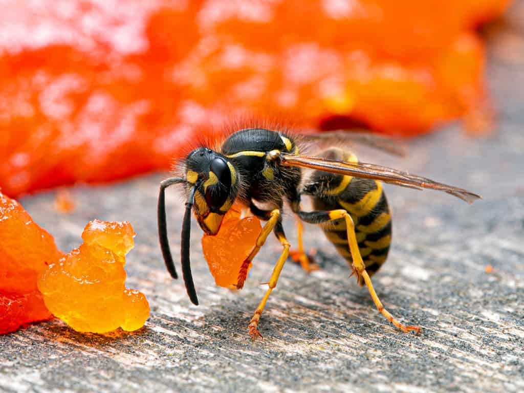 Western yellowjacket wasp, Vespula pensylvanica, carrying a piece of sockeye salmon flesh it chewed off of a salmon carcass. It is about to fly back to its nest to feed it to developing larvae