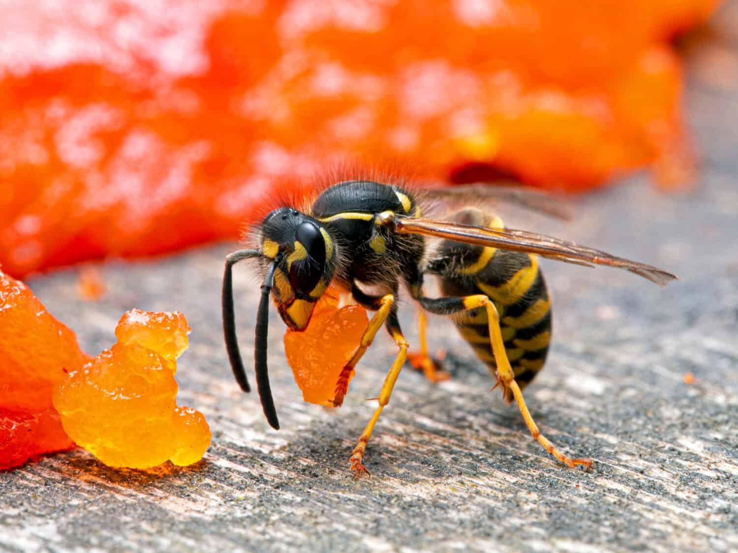 Western yellowjacket wasp, Vespula pensylvanica, carrying a piece of sockeye salmon flesh it chewed off of a salmon carcass. It is about to fly back to its nest to feed it to developing larvae
