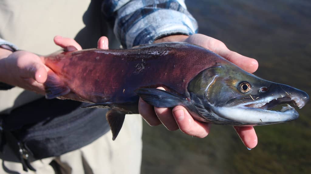 Dream Stream Kokanee Salmon in the heart of Colorado. A fly fishermans dream