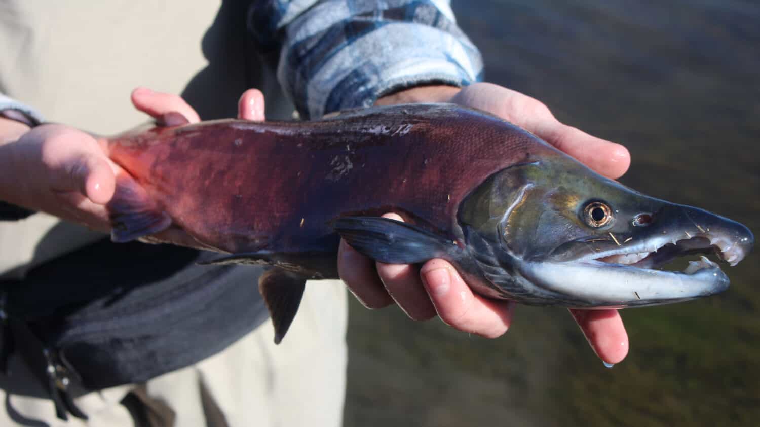 Kokanee salmon 