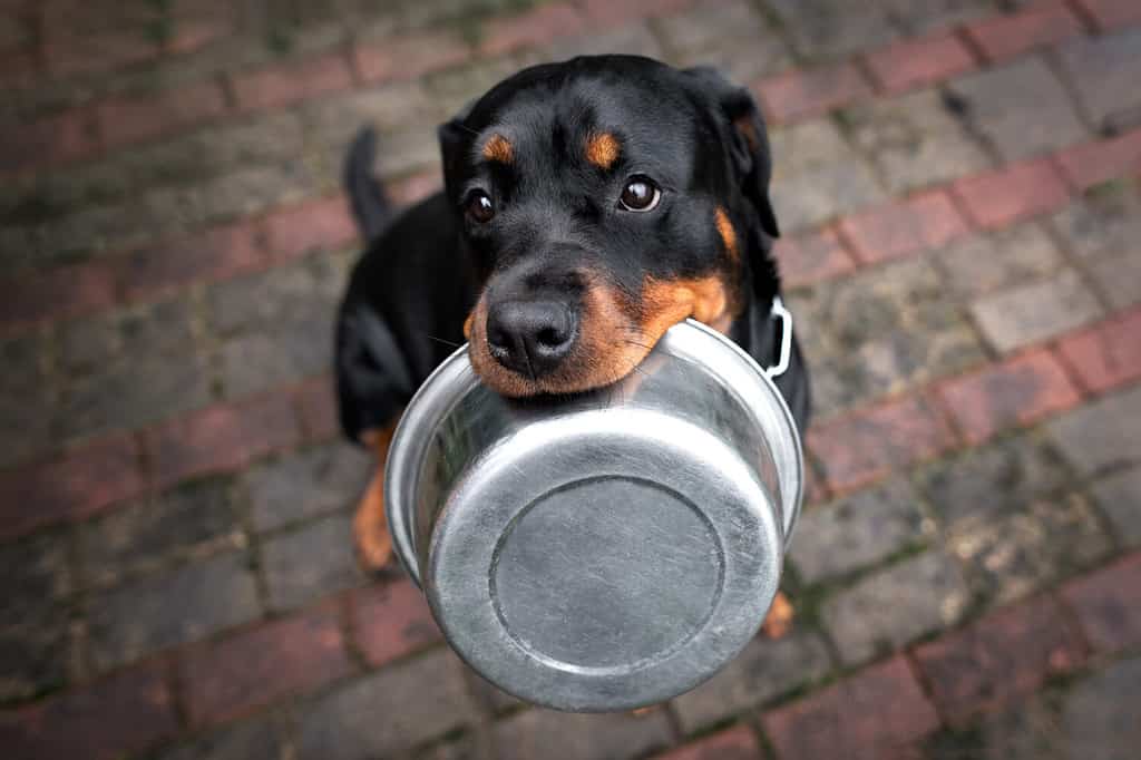 rottweiler dog holding a pet food bowl in mouth
