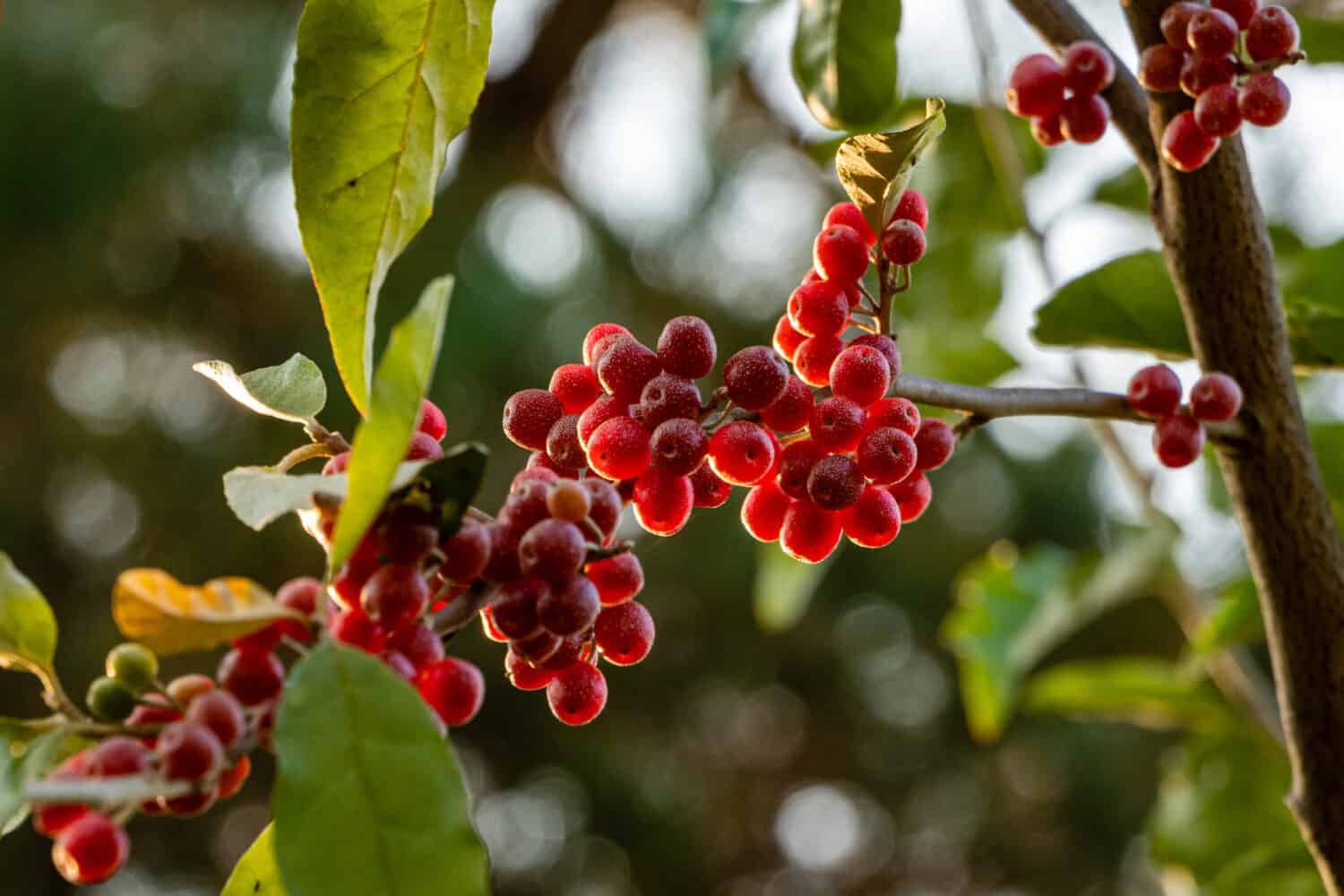 Red fruits of Elaeagnus umbellata or Japanese silverberry, known as umbellata oleaster or autumn olive, on blurred background of green foliage. Selective focus. Close-up. Nature concept for design.