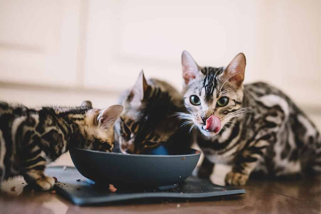 Young Bengal kittens eating together. Cat breeding in home. Cute pets