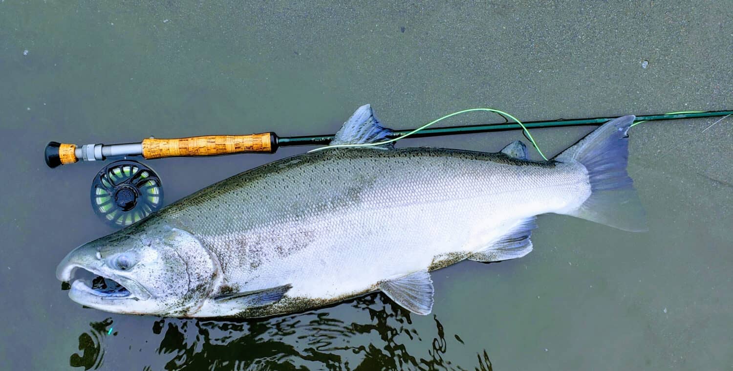 Coho salmon caught on a fly rod in Juneau, Alaska