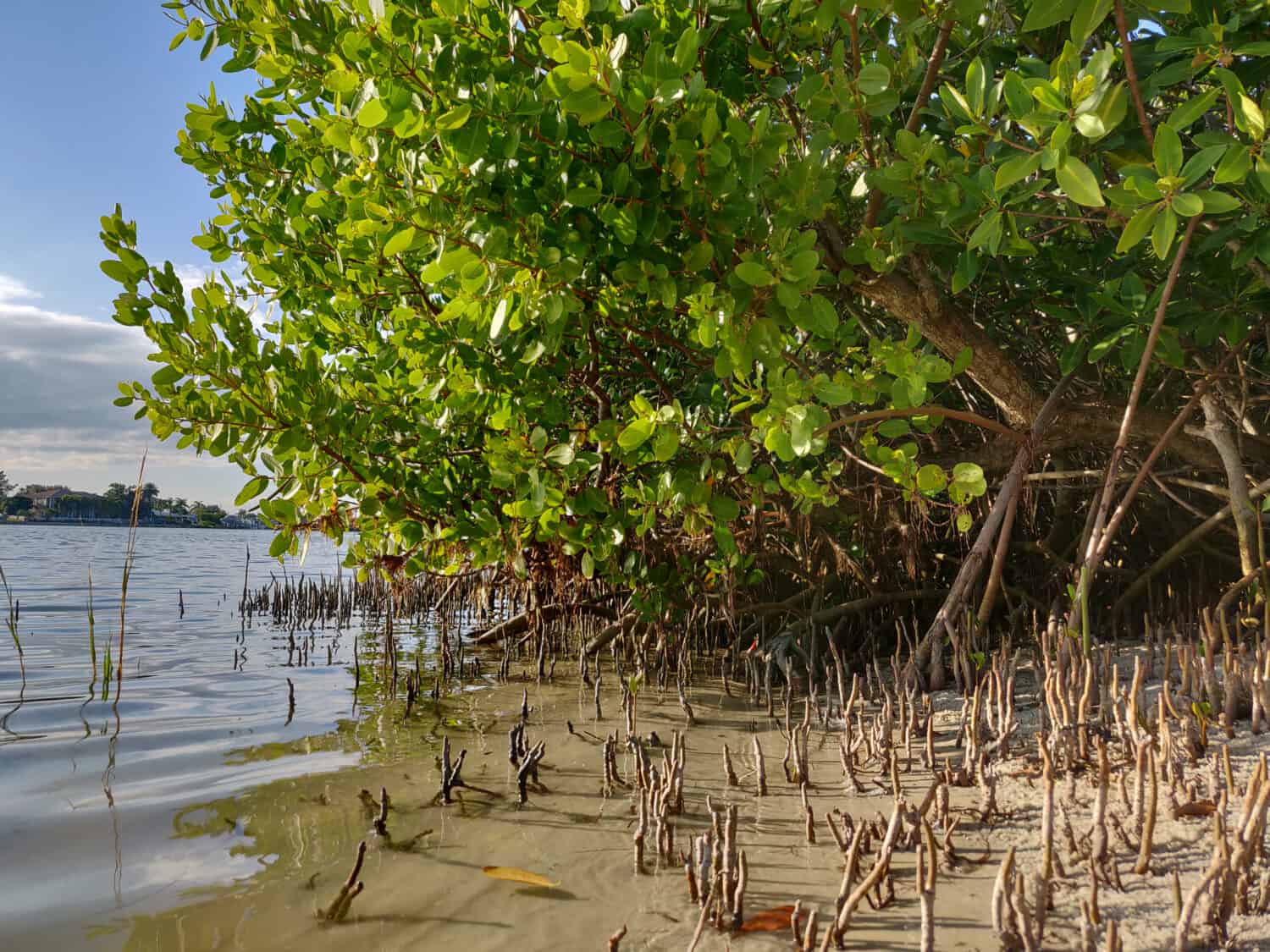 A mixed stand of stunted red mangroves (Rhizophora mangle) and black mangroves (Avicennia germinans) grows along the water's edge in an urban estuary in western Florida