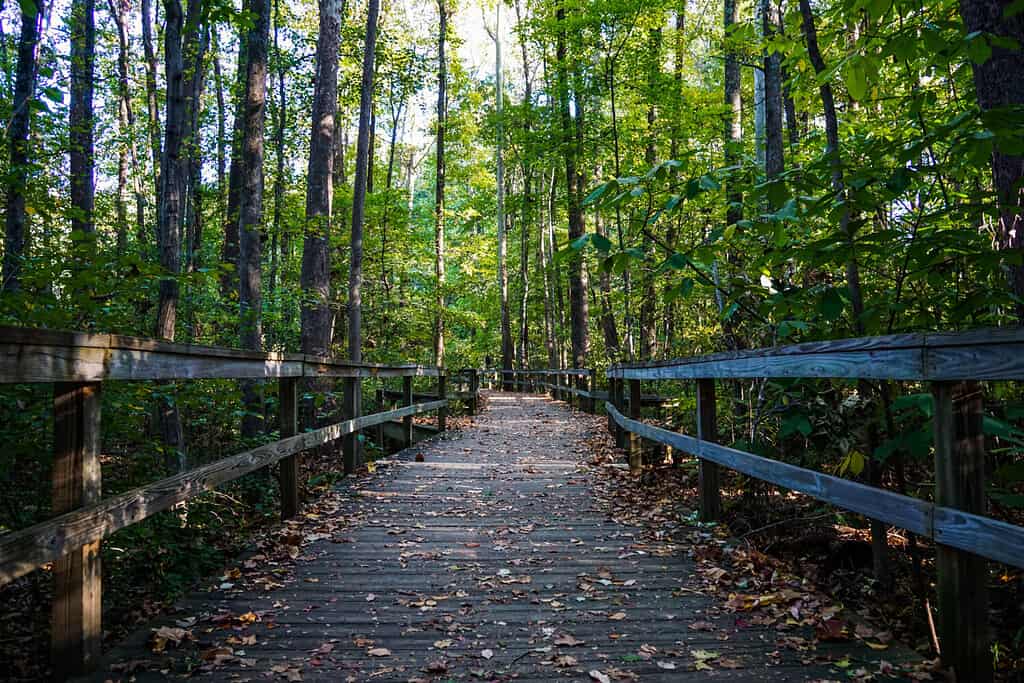 Beautiful forest path in Greensboro North Carolina