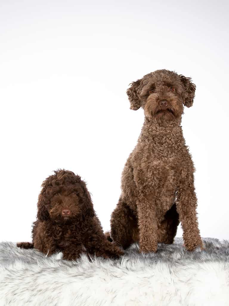 Two Australian labradoodles side by side. Image taken in studio with white background. Puppy and adult dog.