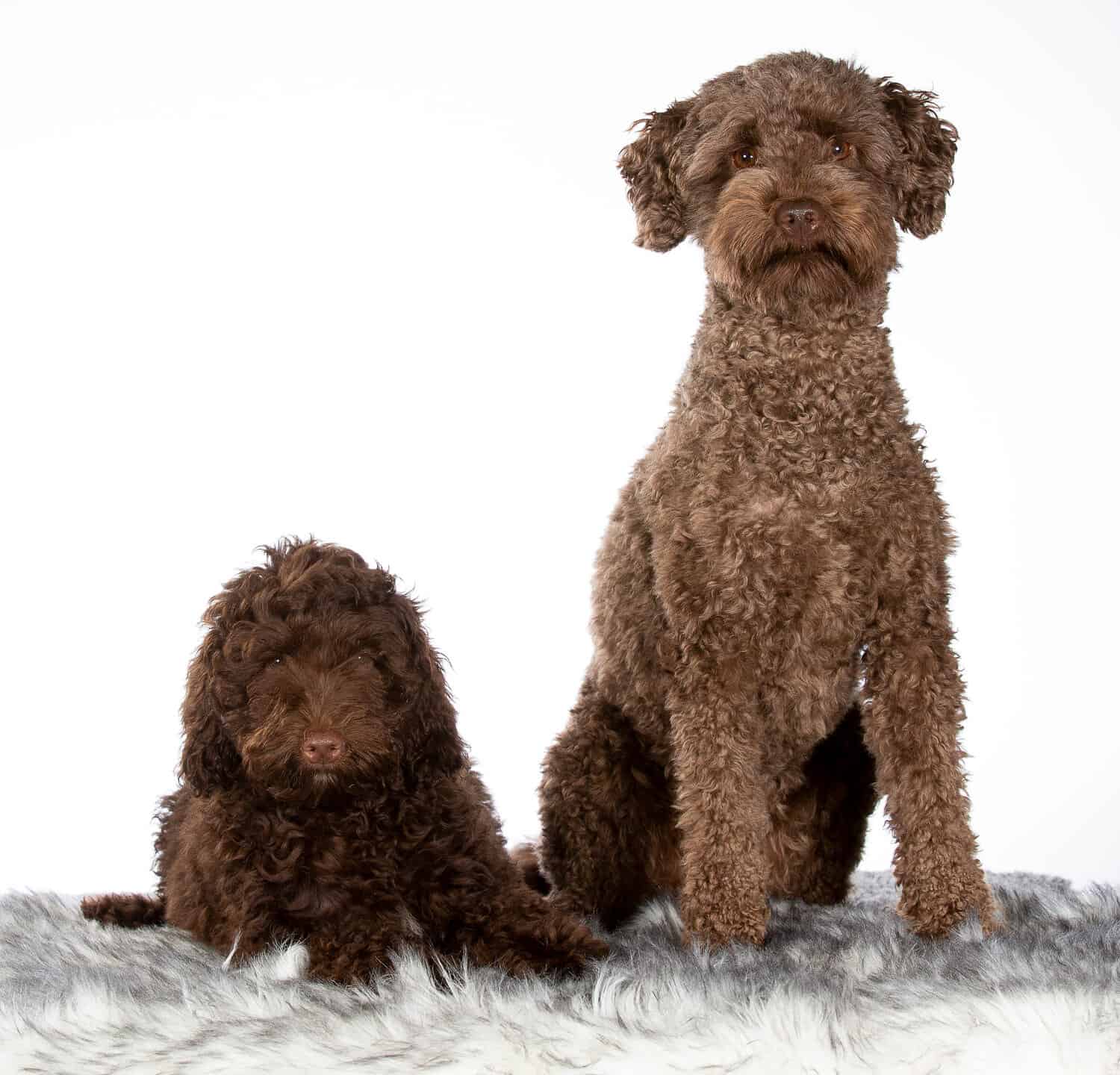 Two Australian labradoodles side by side. Image taken in studio with white background. Puppy and adult dog.