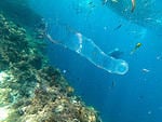 Pyrosomes