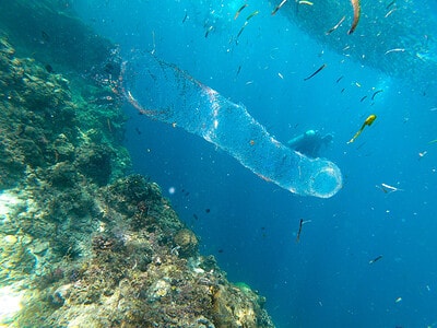 Large pyrosome with diver and sardines