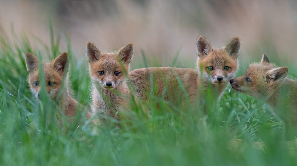 Four curious Red Fox Kits peeking out from the grass.