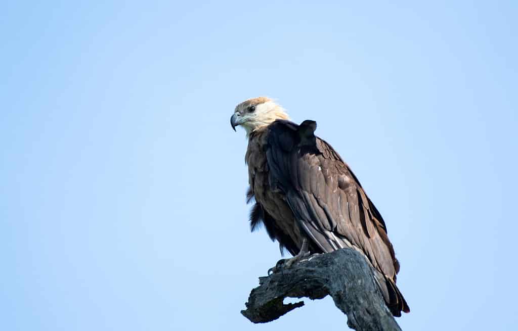 Pallas's Fish Eagle found in dense forests. It thrives on fish.