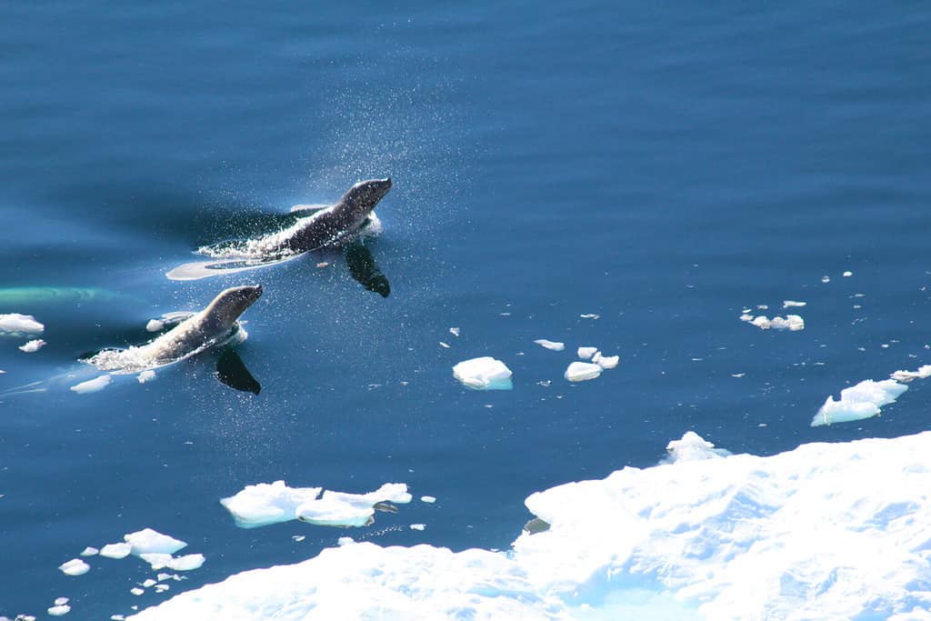Leopard seals hunting in the cold waters of the Antarctic Peninsula, Antarctica