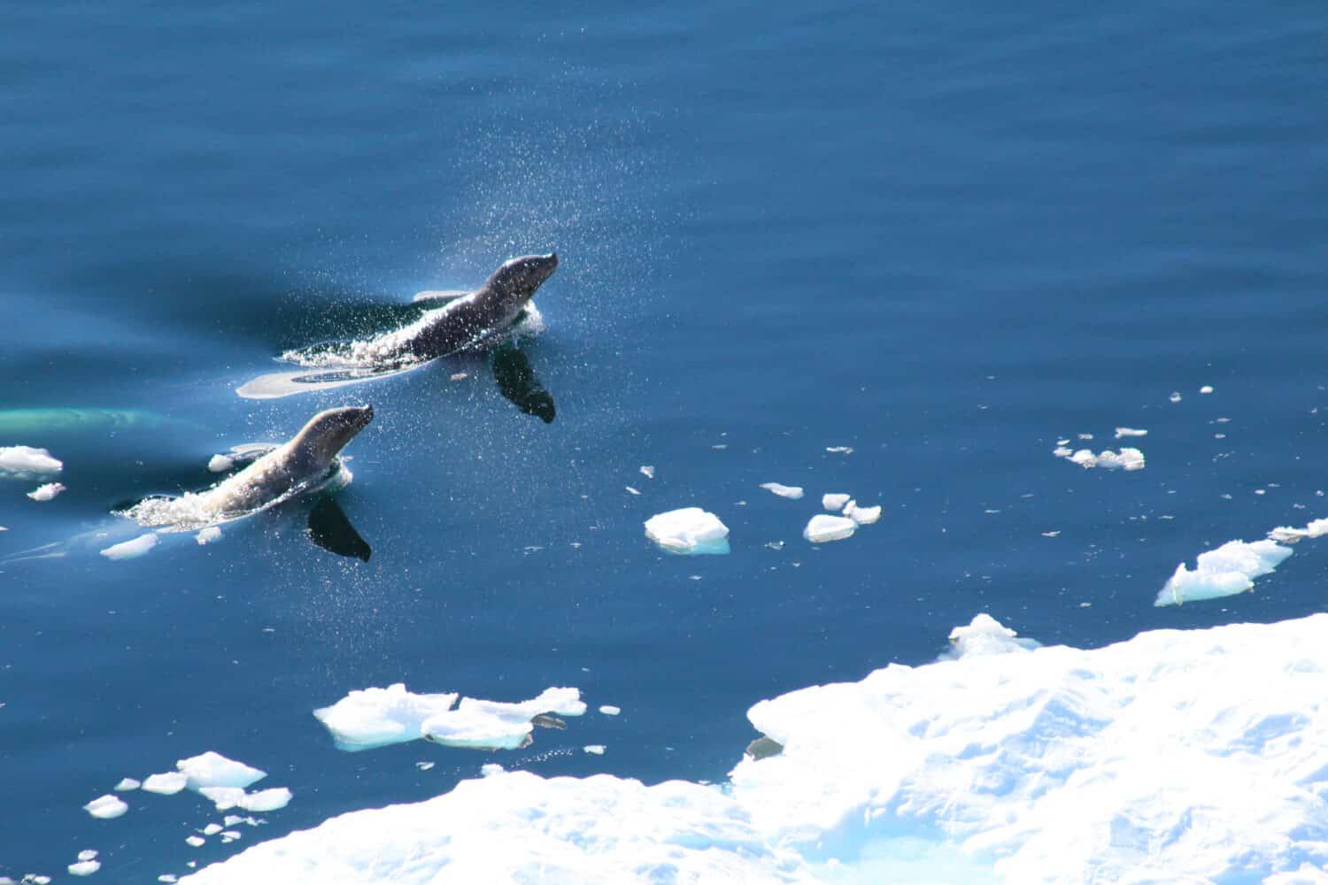 Leopard seals hunting in the cold waters of the Antarctic Peninsula, Antarctica