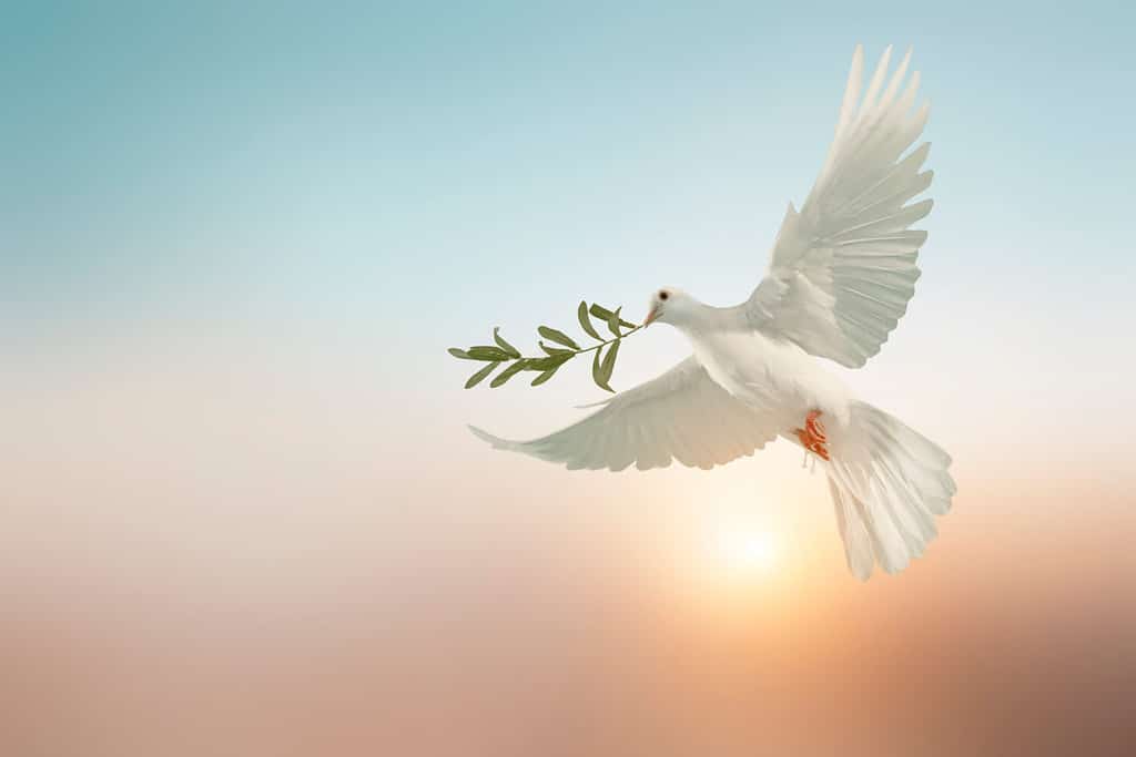 white dove or white pigeon carrying olive leaf branch on pastel background and clipping path and international day of peace ,Pray for Ukraine and No war concept