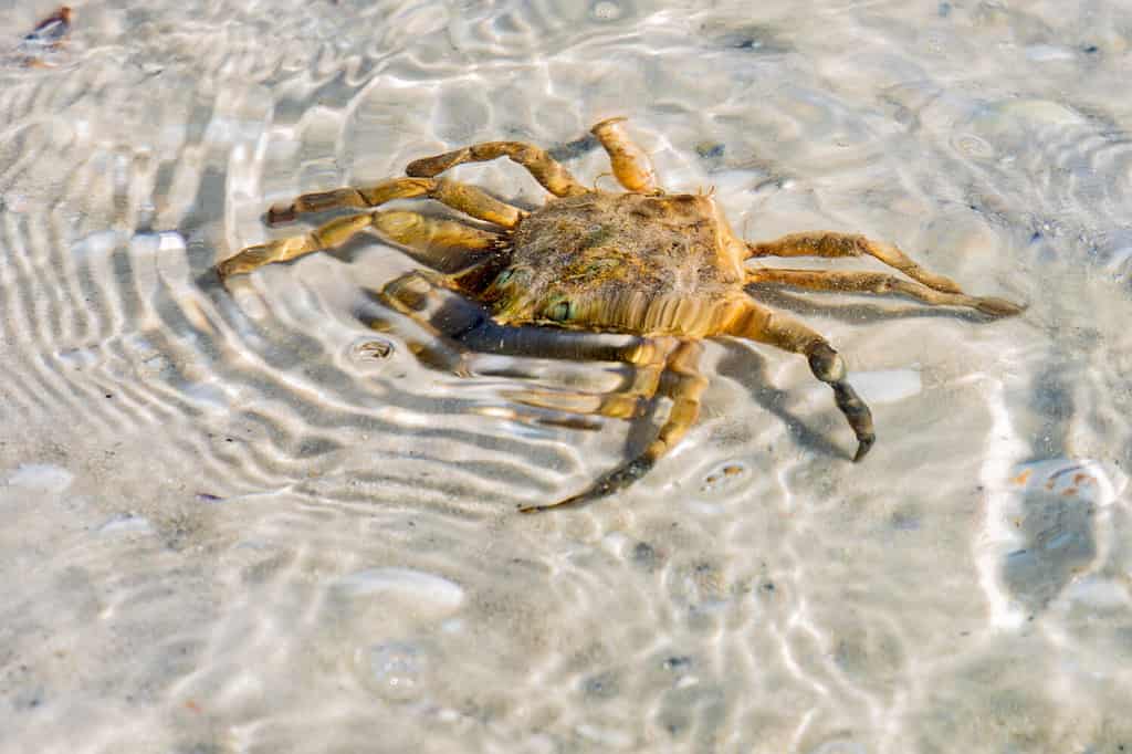 Closeup of a Florida Stone Crab on A Beach Under Water