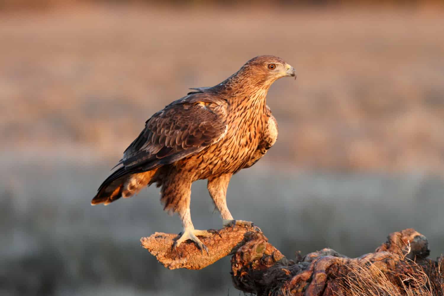 Two years old female of Bonelli´s Eagle, eagles, birds
