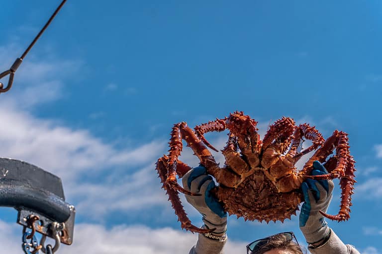 King Crab Season Timing, Bag Limits, and Other Important Rules AZ