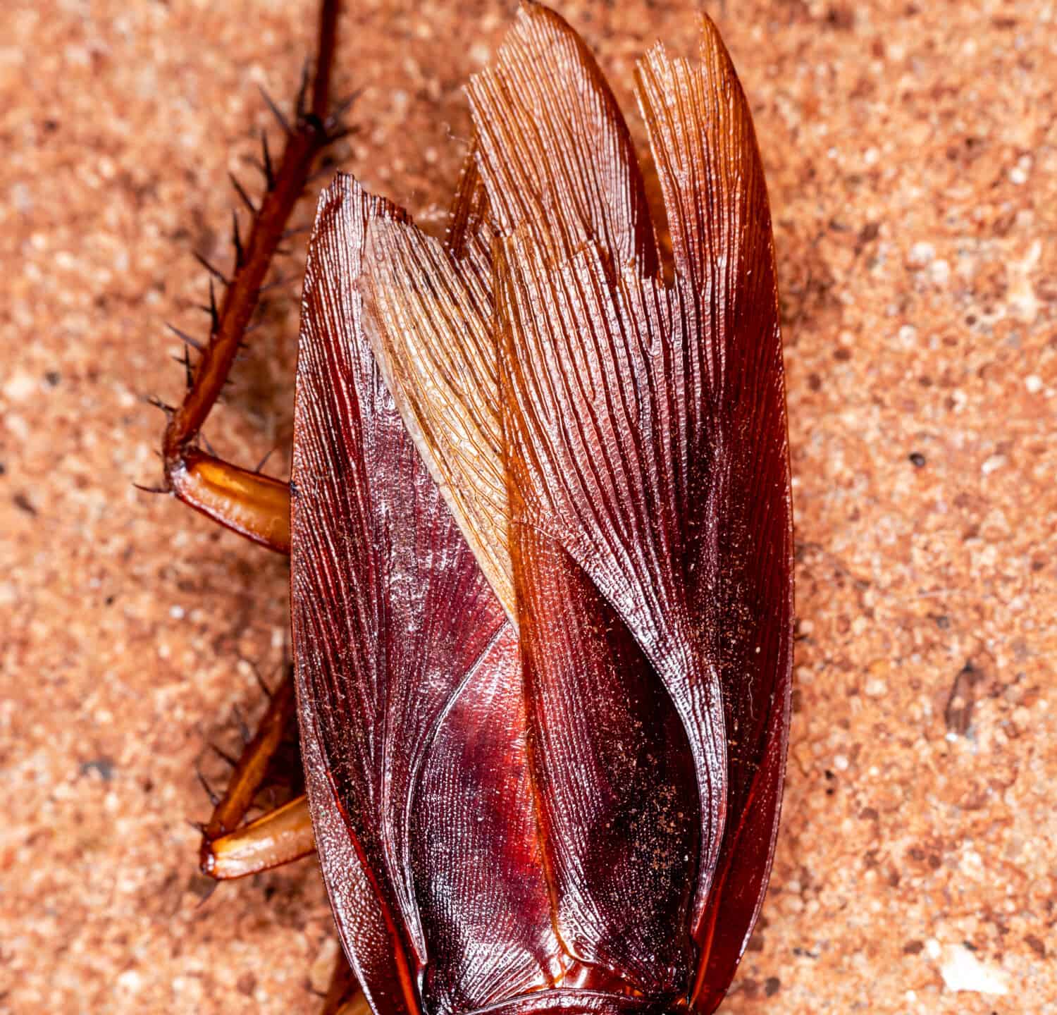 Closeup photo of a cockroach (Periplaneta americana). 