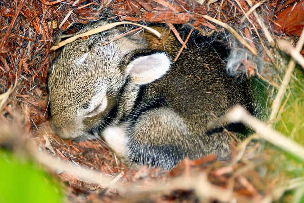 a beautiful close up of a wild baby newborn Eastern Cotton Tail Rabbit Bunny in its nest.