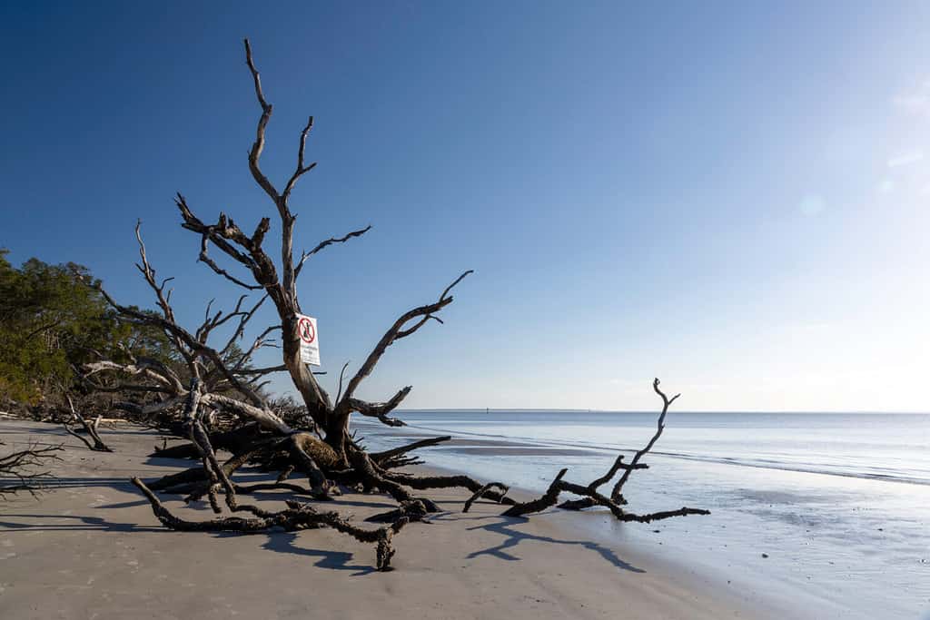 Beautiful driftwood formations on St. Andrew's beach, Jekyll Island, a popular slow travel destination in the southeastern United States. Cumberland Island National Seashore is seen in the background.