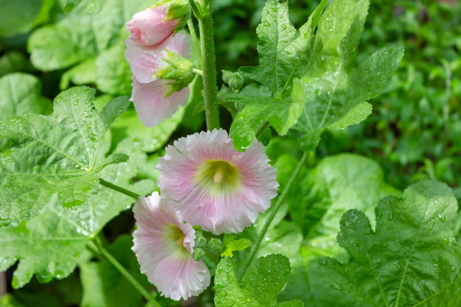 Alcea rosea Halo Pink white and pink flower