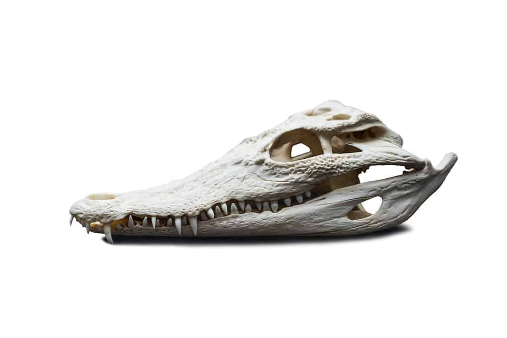alligator skull isolated on white background stock photo