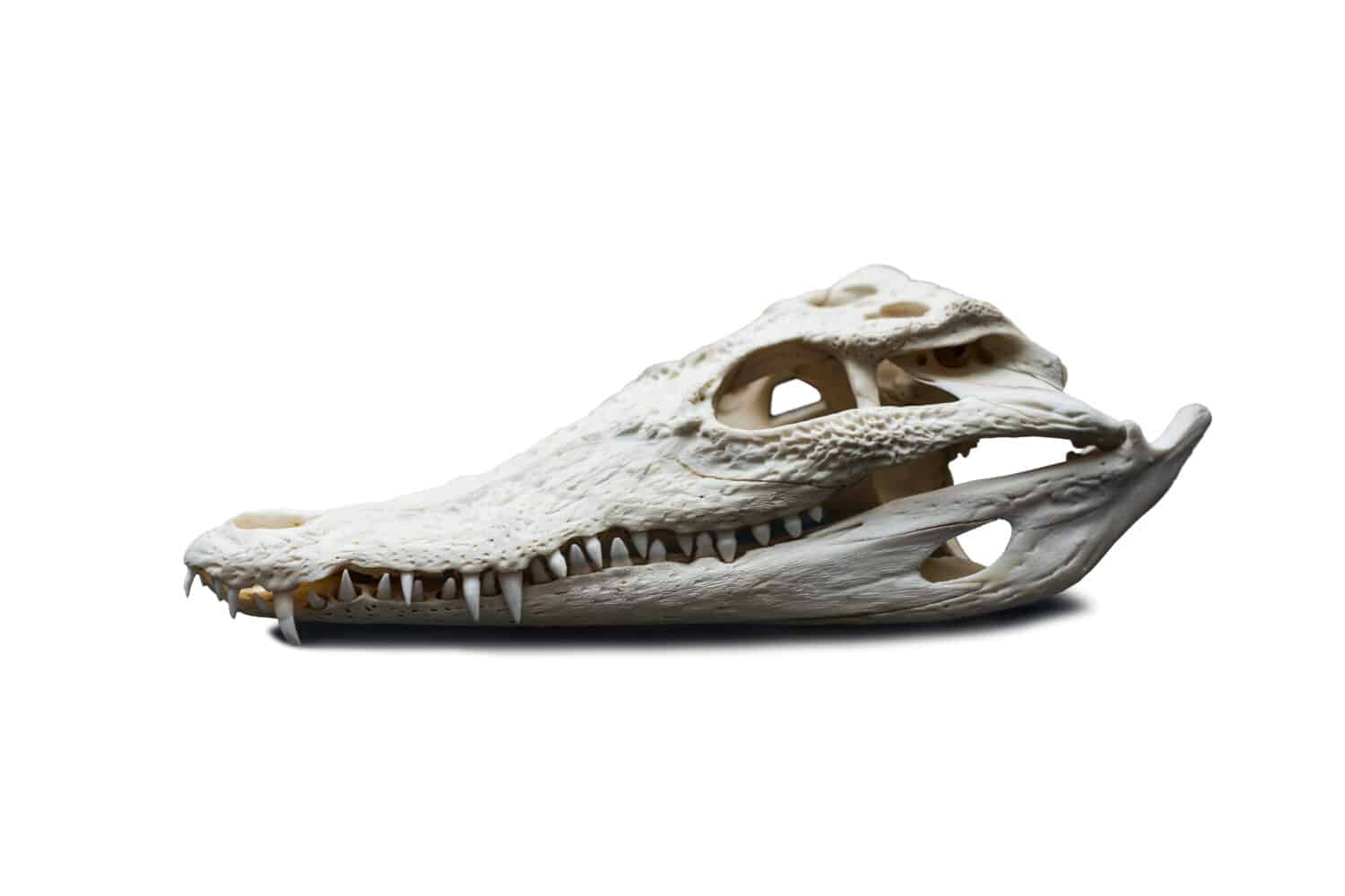 alligator skull isolated on white background stock photo