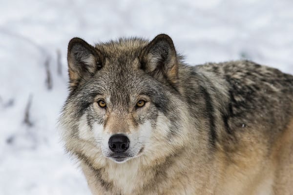 Coyote Predators: What Eats Coyotes? - A-Z Animals