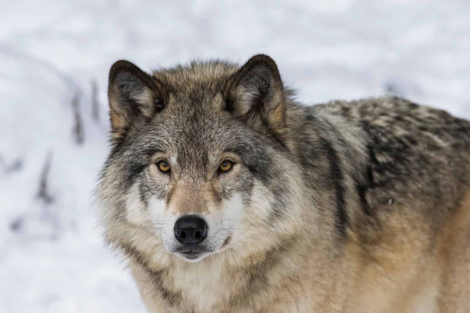 Wolf portrait. Northwestern wolf (Canis lupus occidentalis), also known as the Canadian timber wolf