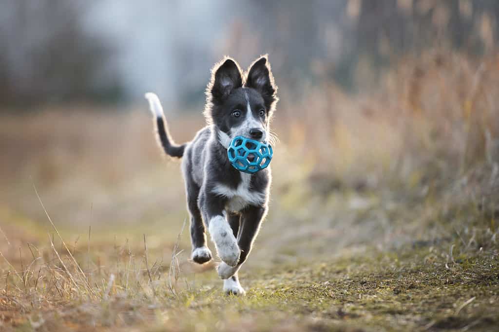 Avoid using objects that can break or splinter as toys, as they can pose a risk of injury to your dog during exercise.