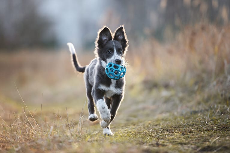 happy border collie puppy running outdoors with a toy ball in mouth