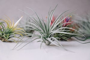 Best Air Plants: Easy to Take Care of and Own Picture