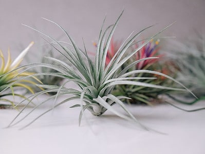 A Best Air Plants: Easy to Take Care of and Own