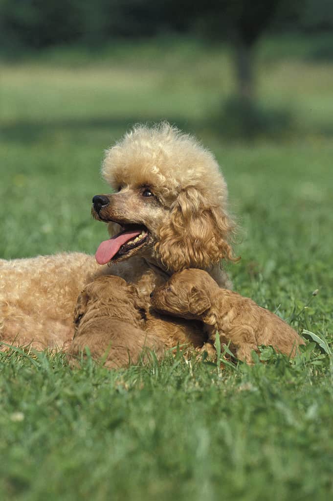 Apricot Standard Poodle, Mothert and Pup laying on Grass