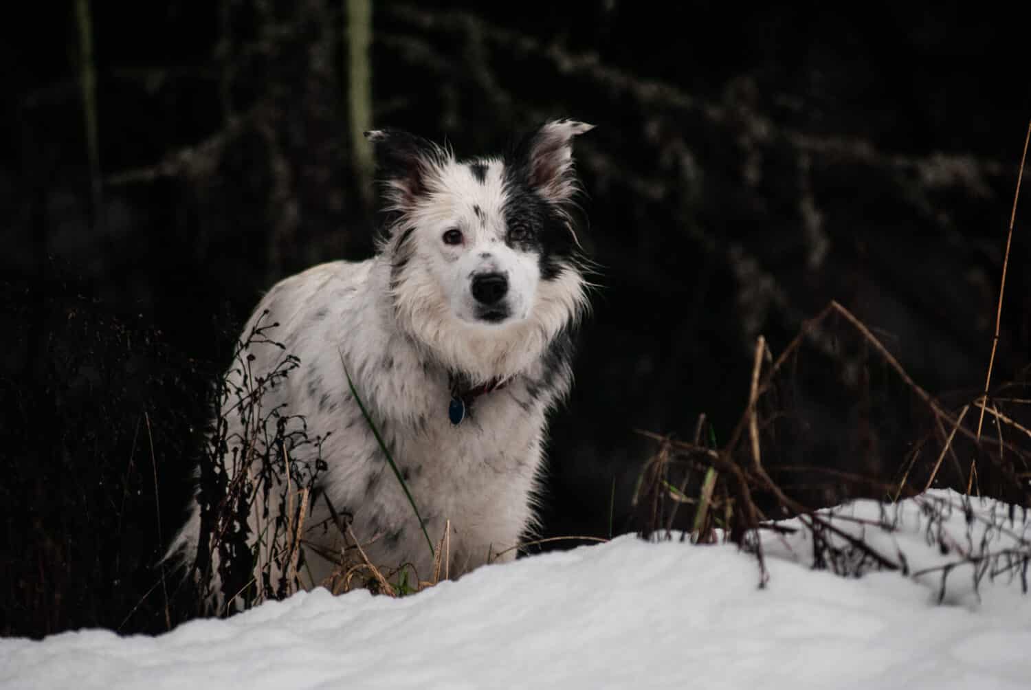 Border Collie Standing on Edge of Forest in Snow