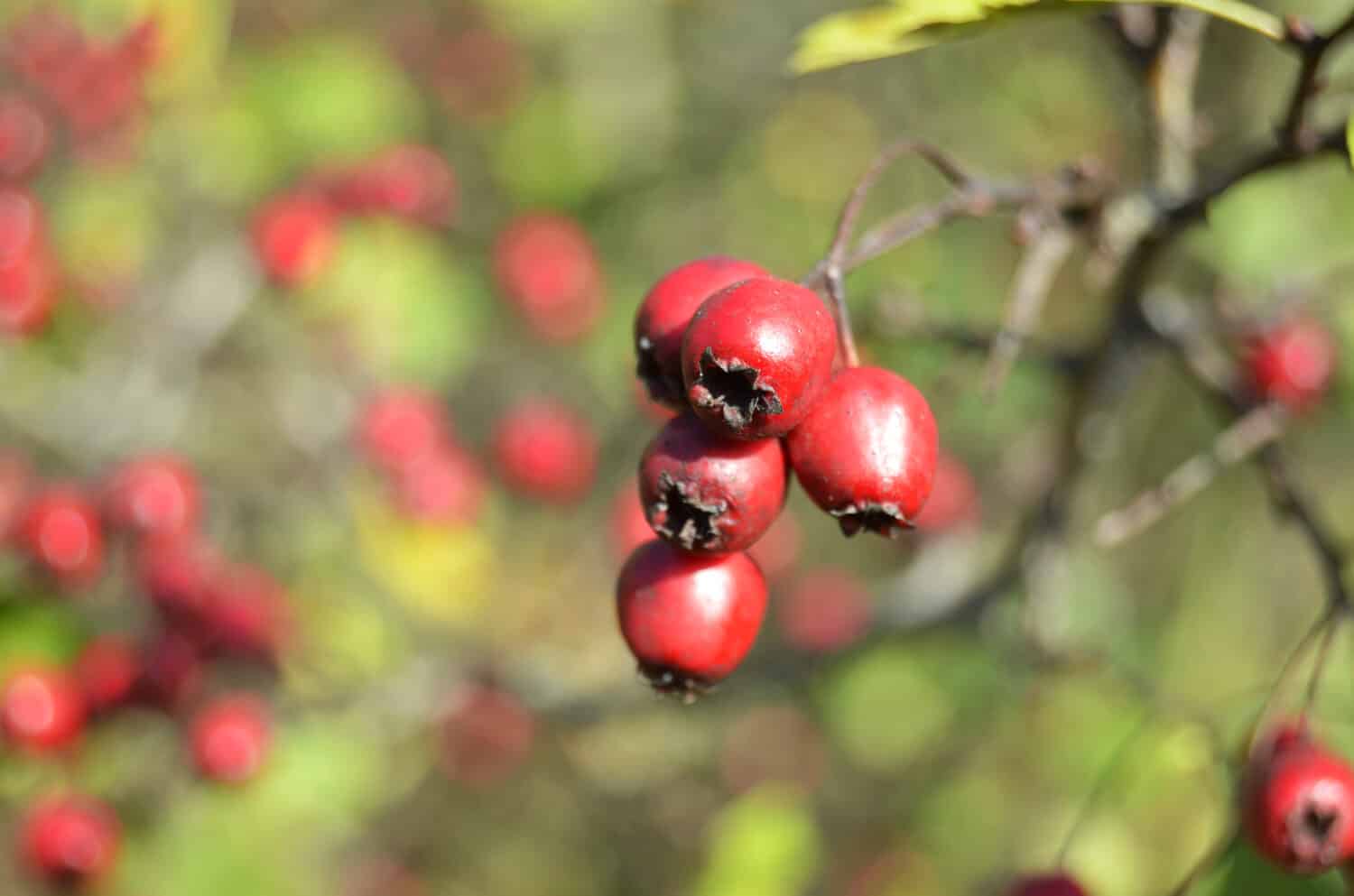 Hawthorn (Crataegus) shrub with it's red ripe hawberries fruits on a sunny autumn day
