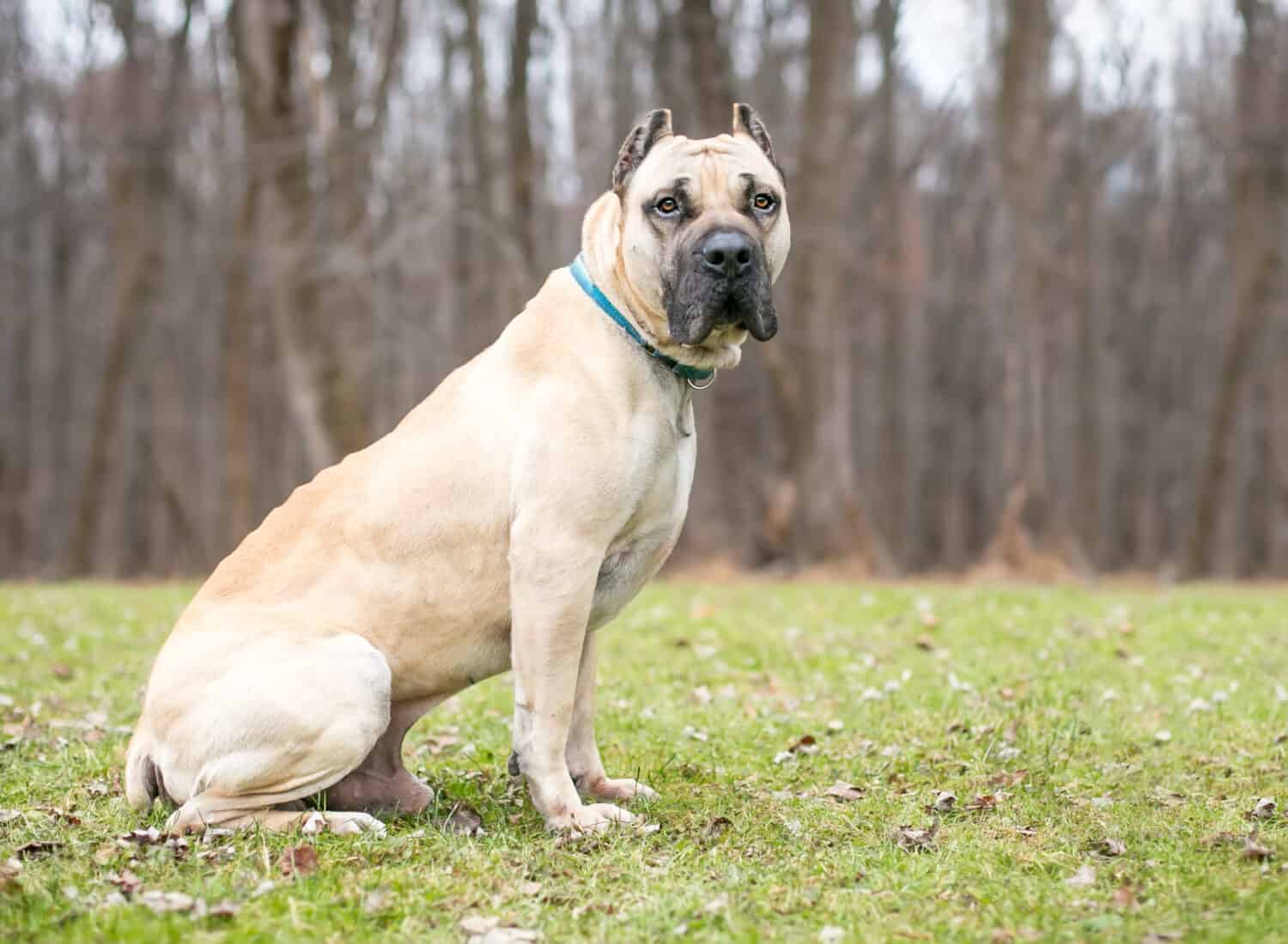 A fawn colored Cane Corso mastiff dog with cropped ears sitting outdoors
