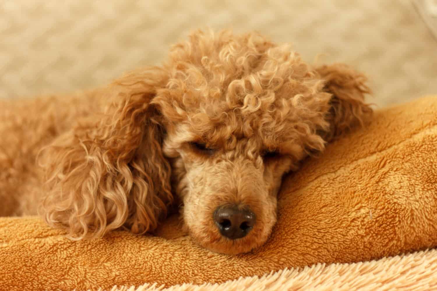 Close-up of a little curly apricot poodle sleeping on a pillow on a bed.