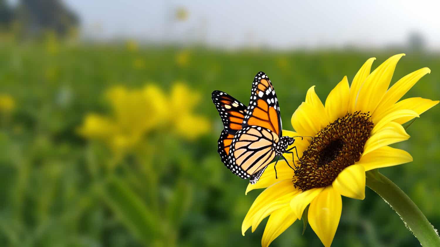 monarch butterfly on flower. Image of a butterfly Monarch on sunflower with blurry background. Nature stock image of a closeup insect. Most beautiful imaging of a wings butterfly on flowers.