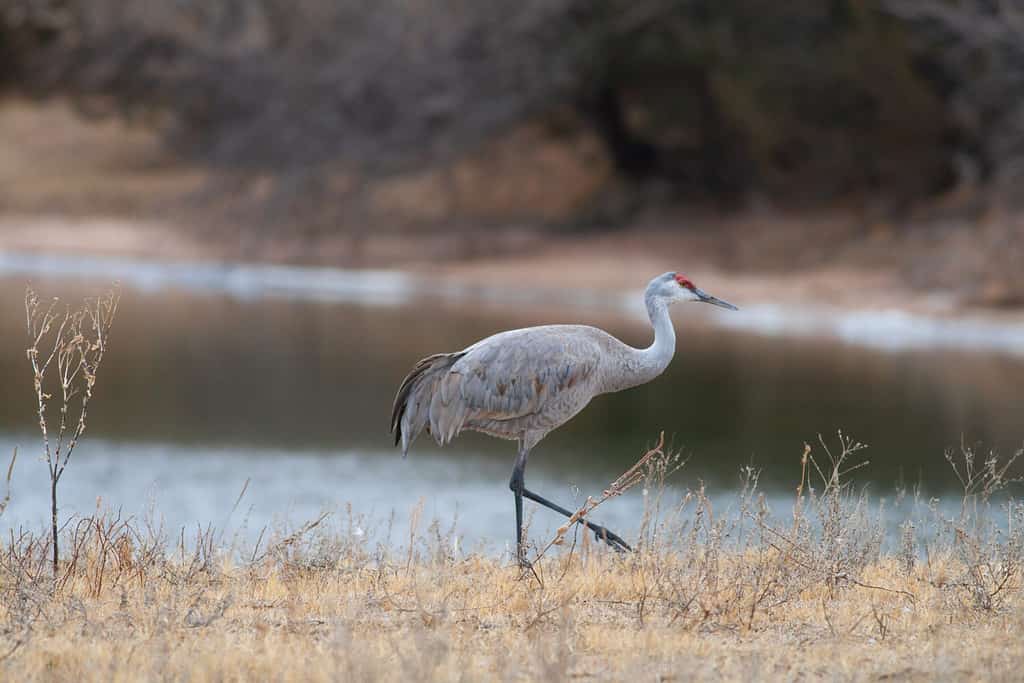 A lone Sandhill Crane near the Platte River in Nebraska during spring migration.