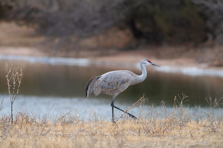 A lone Sandhill Crane near the Platte River in Nebraska during spring migration.