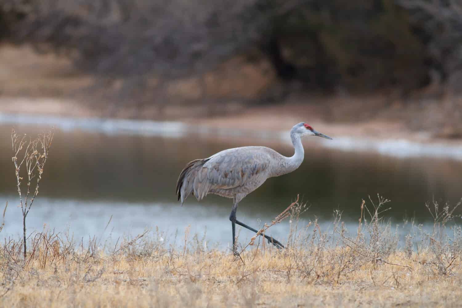 A lone Sandhill Crane near the Platte River in Nebraska during spring migration.