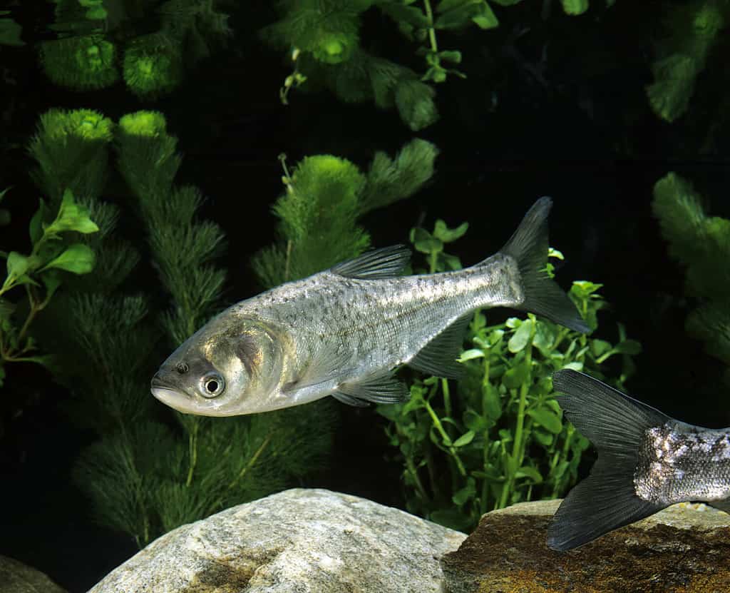 Silver Carp, hypophthalmichthys molitrix underwater view