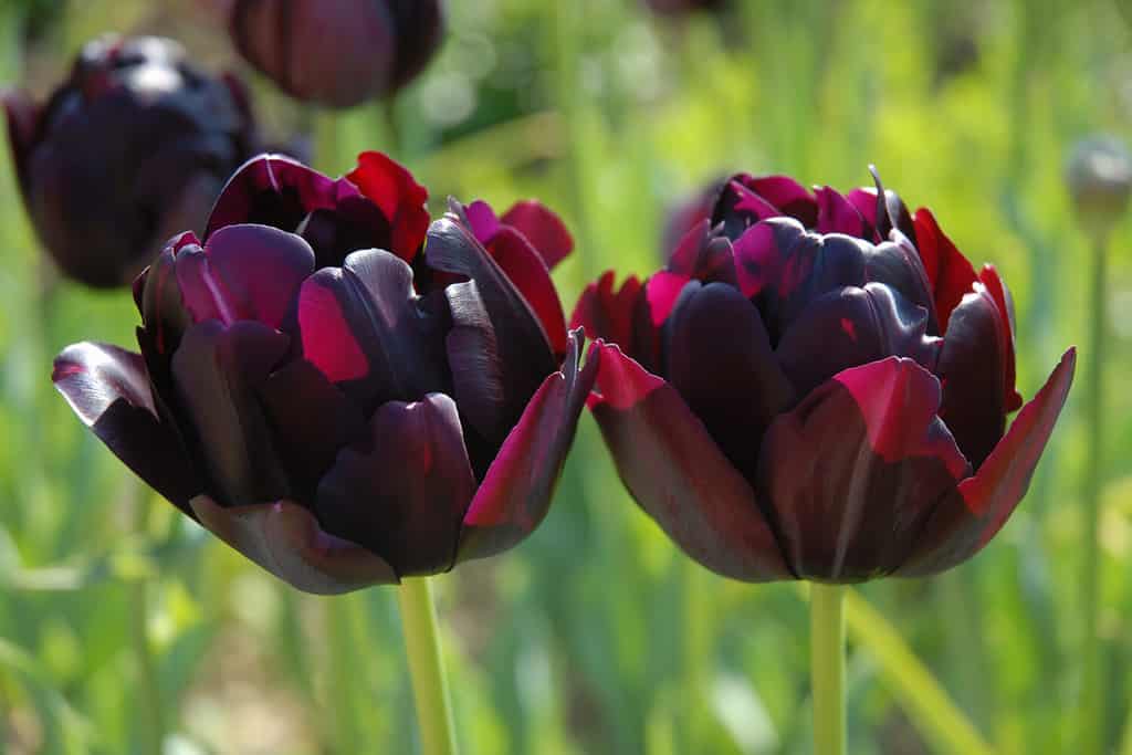 Peony Tulip, Black Hero, back-lit