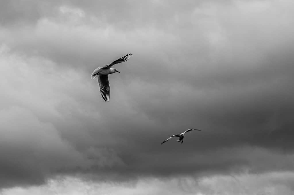 Monochrome image of seagulls flying against storm skies